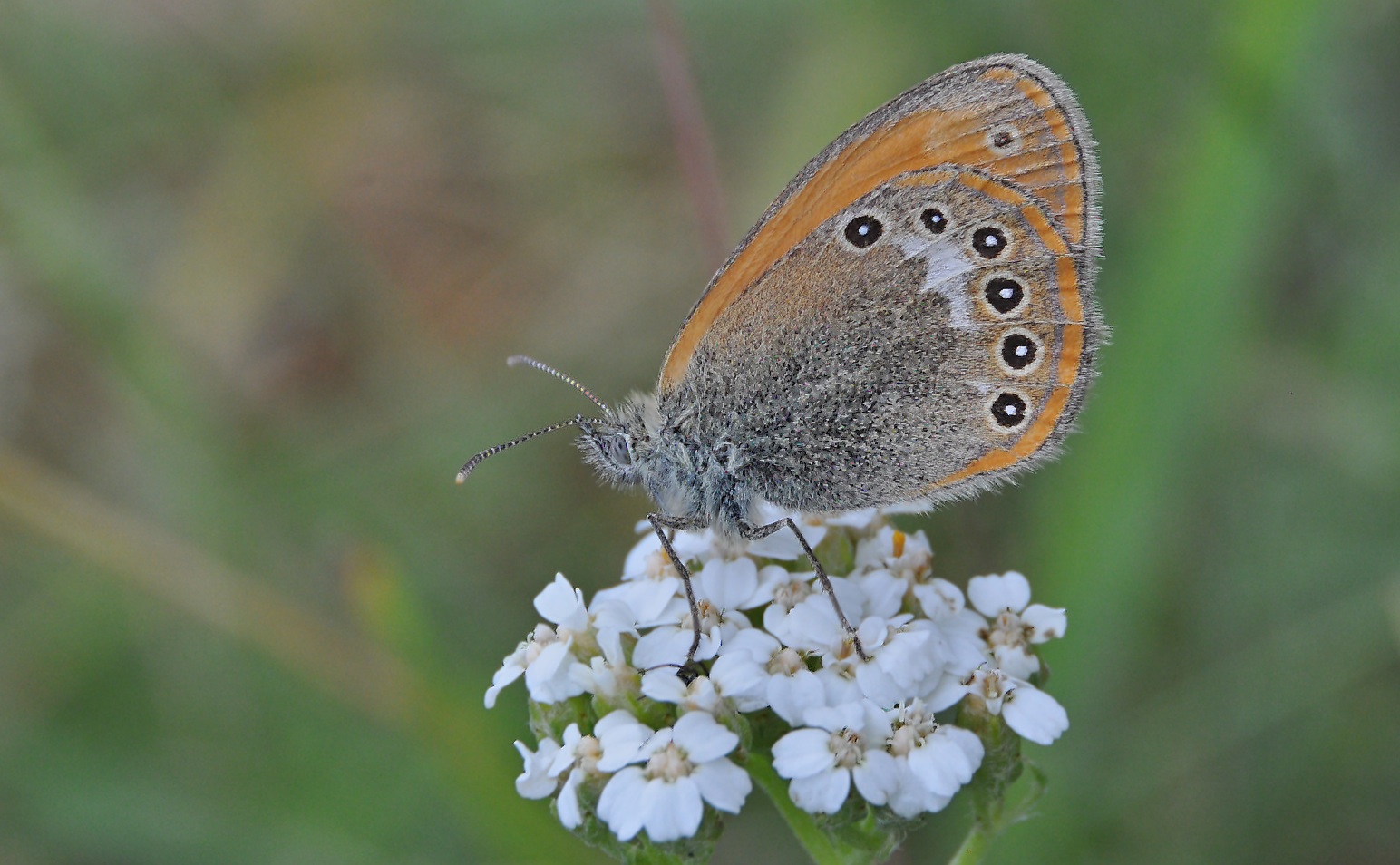 foto A043030, © Adriaan van Os, Corsavy 01-07-2017, altitud 1350 m, Coenonympha glycerion Iphioides