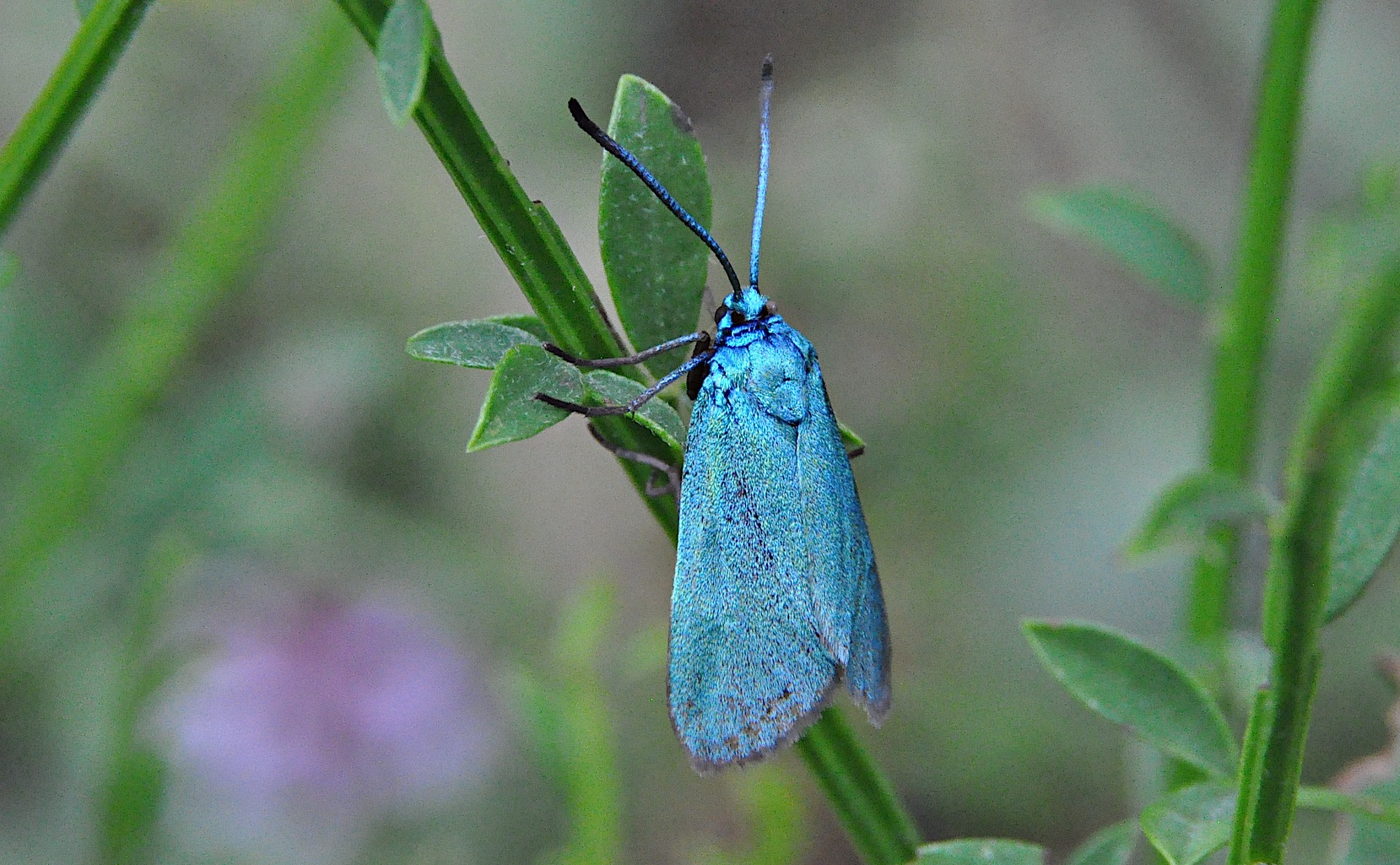 photo A043066, © Adriaan van Os, Corsavy 01-07-2017, altitude 1300 m, Adscita statices ?