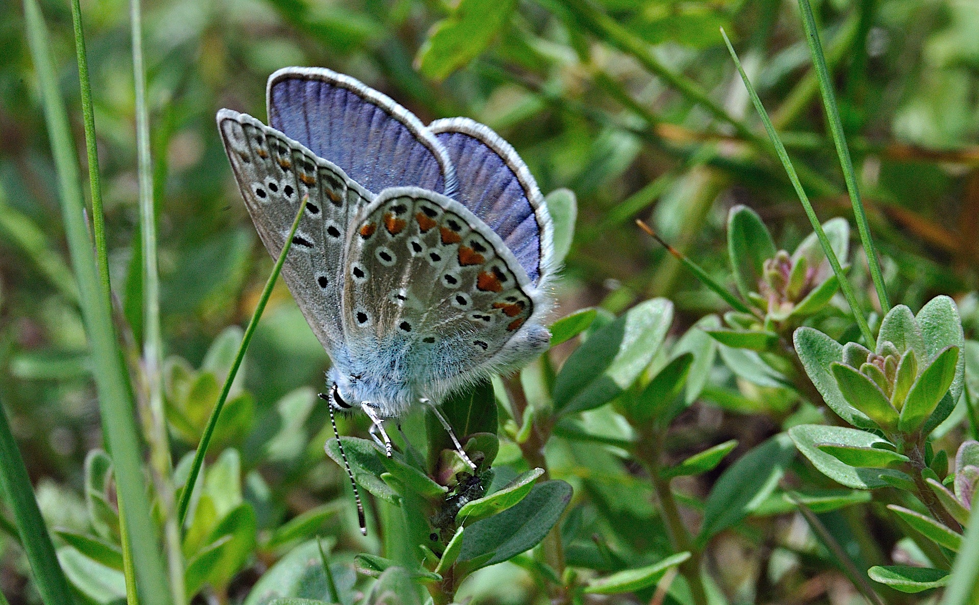 Foto A043276, © Adriaan van Os, Corsavy 01-07-2017, H�he 800 m, ♂ Polyommatus icarus
