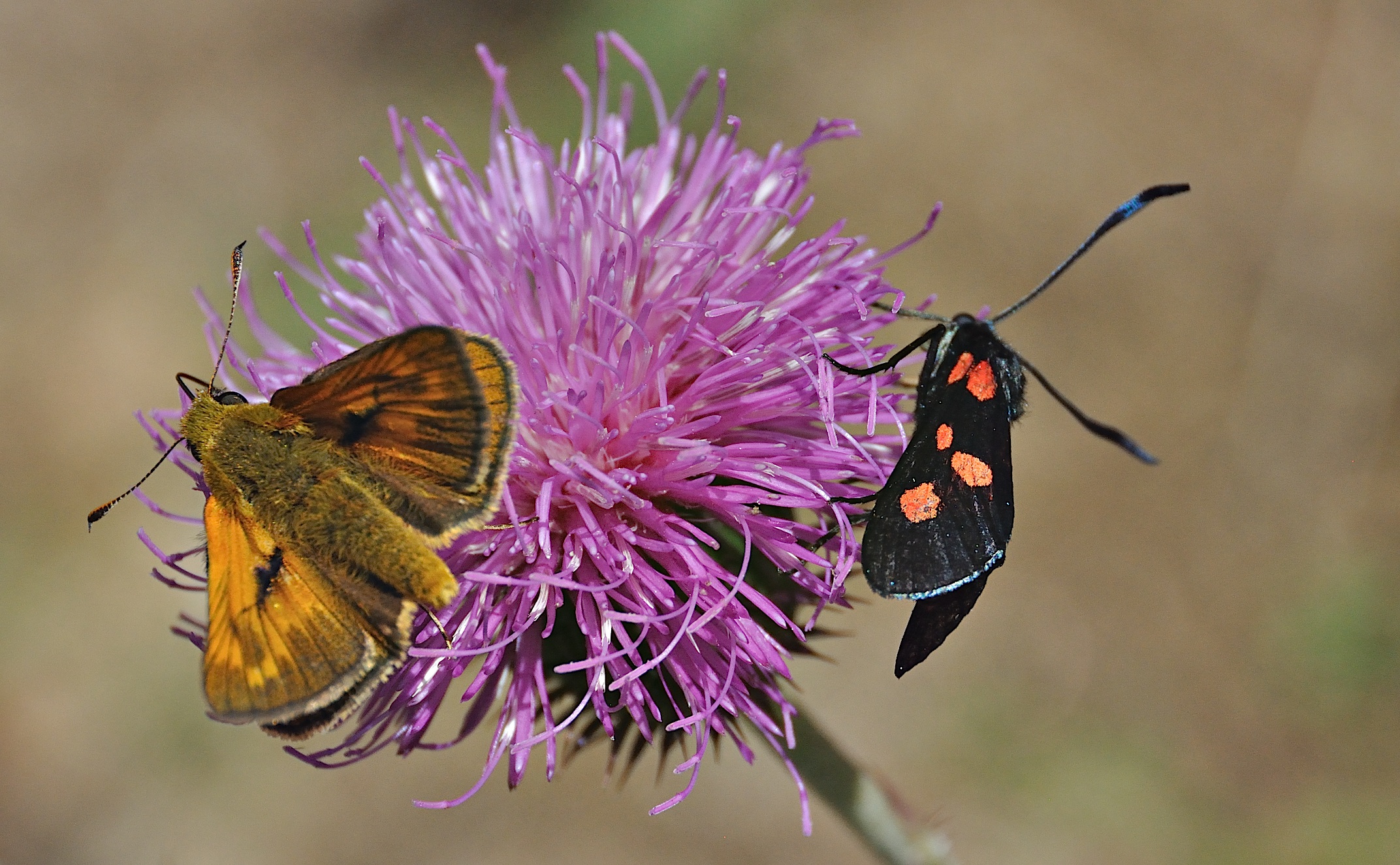 Foto A043792, © Adriaan van Os, Corsavy 02-07-2017, H�he 1300 m, Zygaena lonicerae oder Zygaena filipendulae (rechts) mit Ochlodes sylvanus (links)
