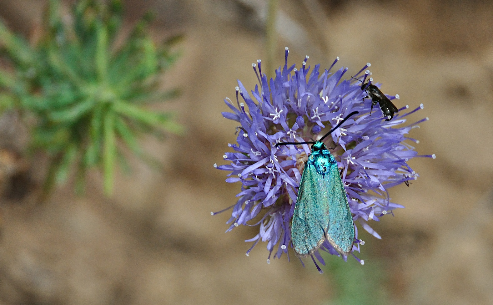 photo A043918, © Adriaan van Os, Corsavy 02-07-2017, altitude 1300 m, Adscita statices ?