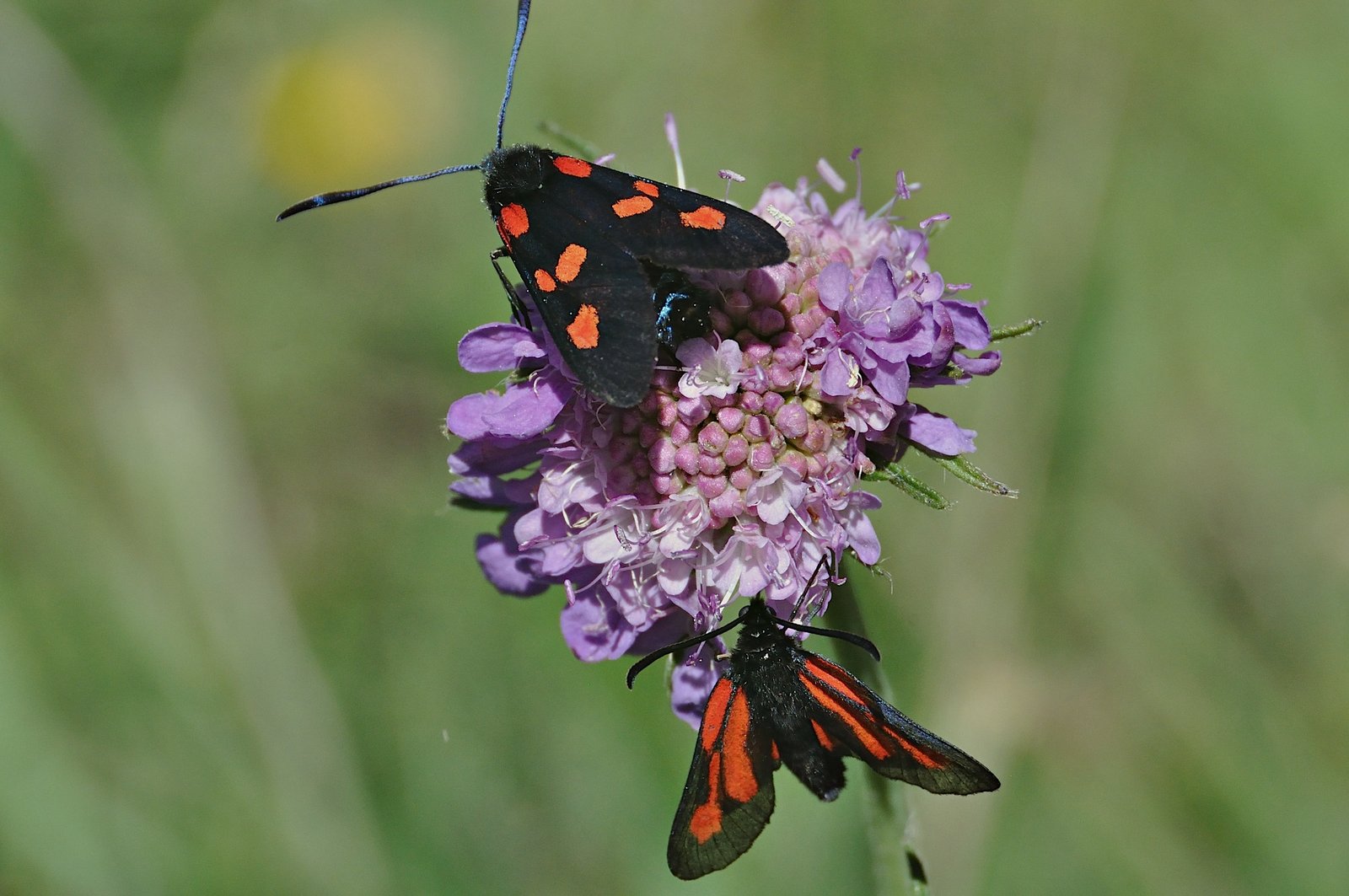 foto A044050, © Adriaan van Os, Corsavy 02-07-2017, altitud 1300 m, Zygaena purpuralis (abajo)