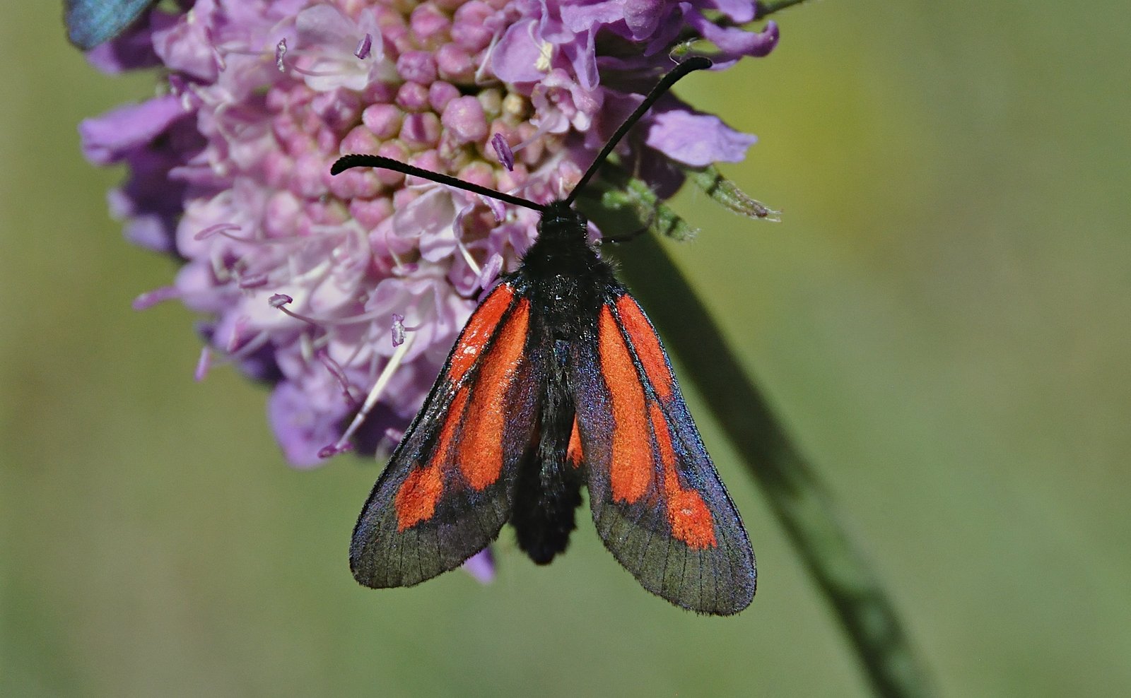 foto A044065, © Adriaan van Os, Corsavy 02-07-2017, altitud 1300 m, Zygaena purpuralis (a la derecha)