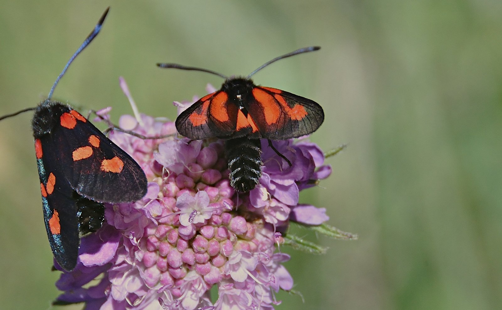 foto A044067, © Adriaan van Os, Corsavy 02-07-2017, altitud 1300 m, Zygaena purpuralis