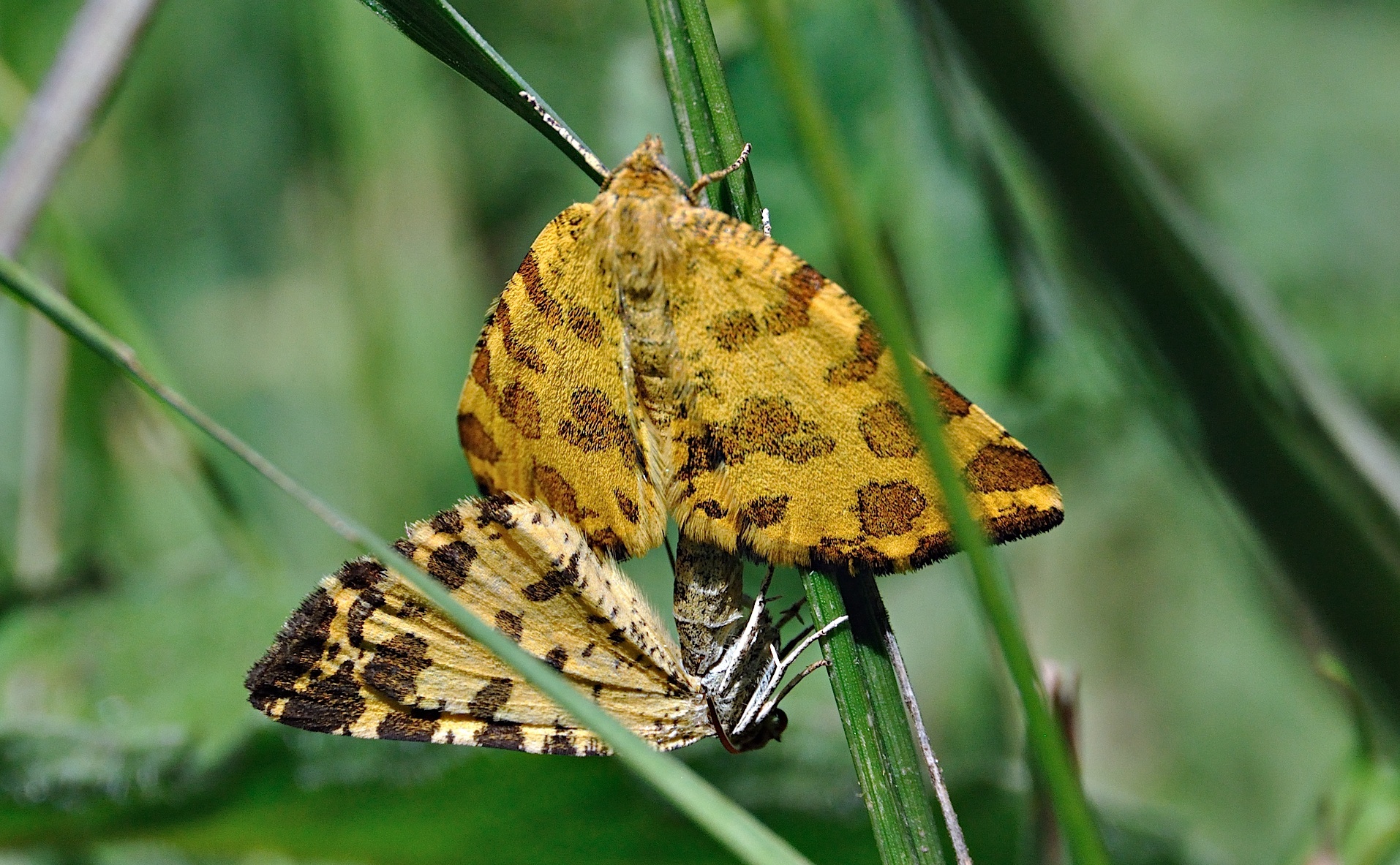 foto A044134, © Adriaan van Os, Corsavy 02-07-2017, hoogte 1300 m, Pseudopanthera macularia, paring