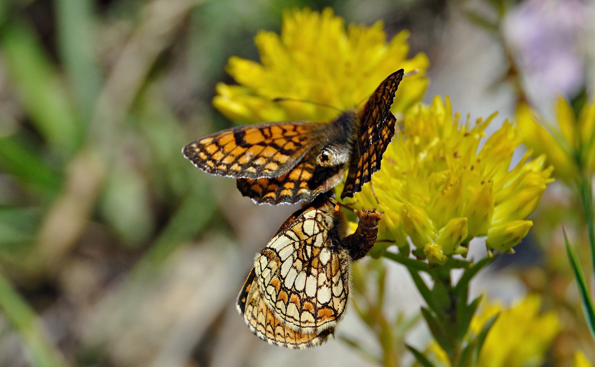 Foto A044178, © Adriaan van Os, Corsavy 02-07-2017, H�he 1300 m, Melitaea athalia ?, Copula