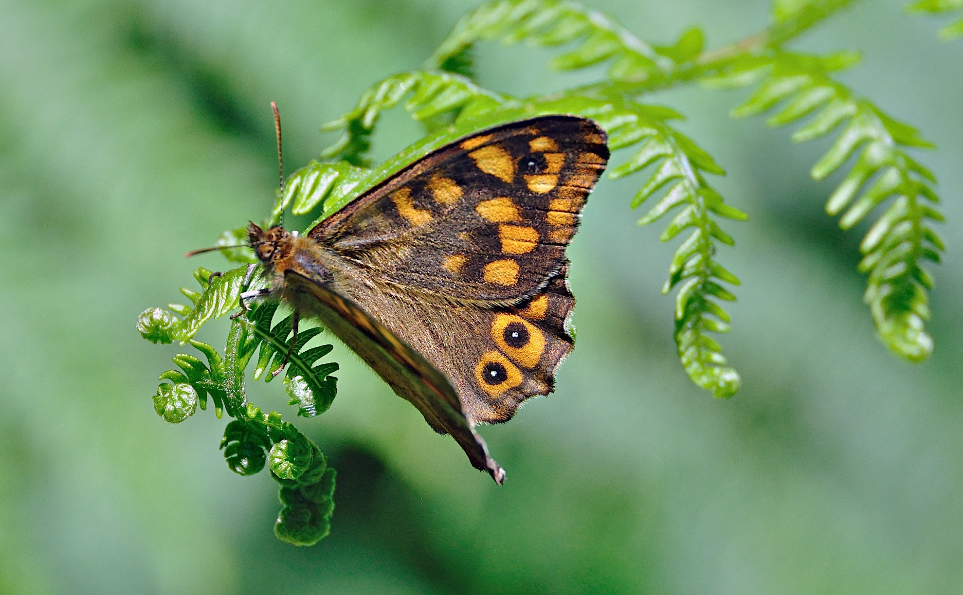 foto A044262, © Adriaan van Os, Corsavy 02-07-2017, altitud 1300 m, ♂ Pararge aegeria