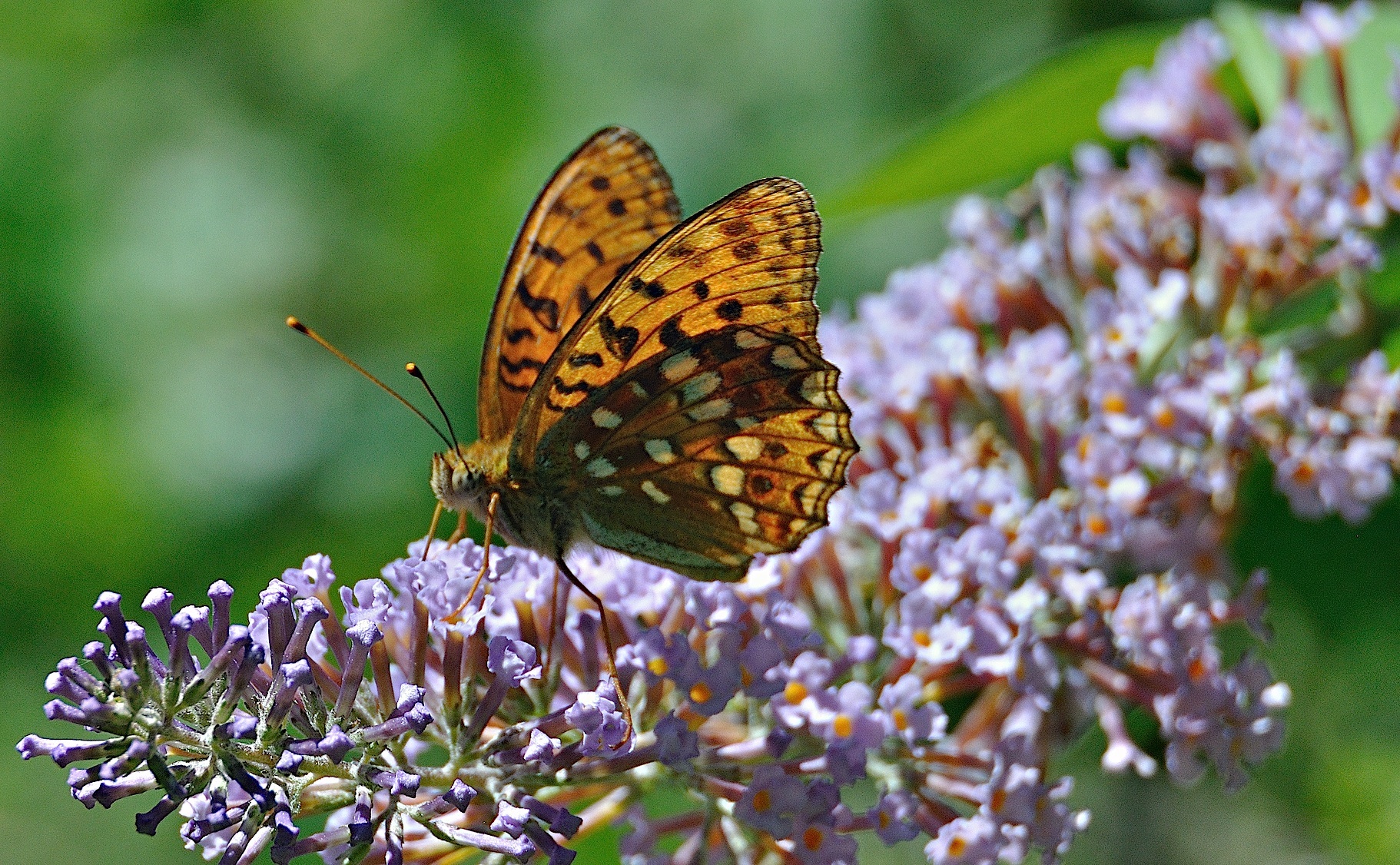 photo A044374, © Adriaan van Os, Montferrer 03-07-2017, altitude 800 m, Argynnis adippe