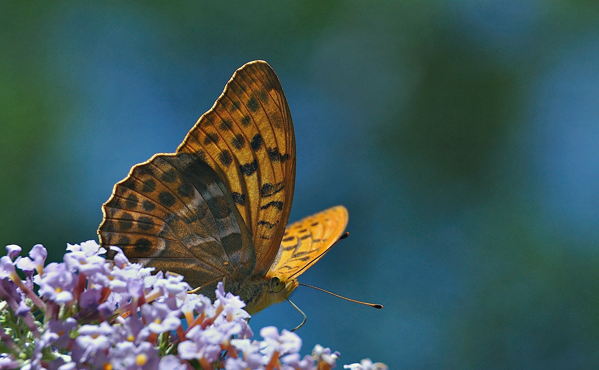 Foto A044377, © Adriaan van Os, Montferrer 03-07-2017, H�he 800 m, ♂ Argynnis paphia