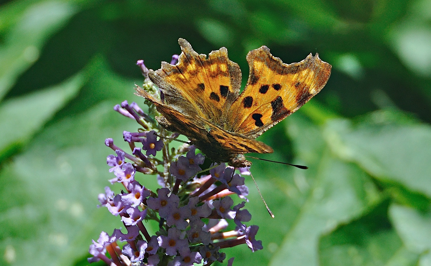 foto A044440, © Adriaan van Os, Montferrer 03-07-2017, hoogte 800 m, Polygonia c-album f. hutchinsoni
