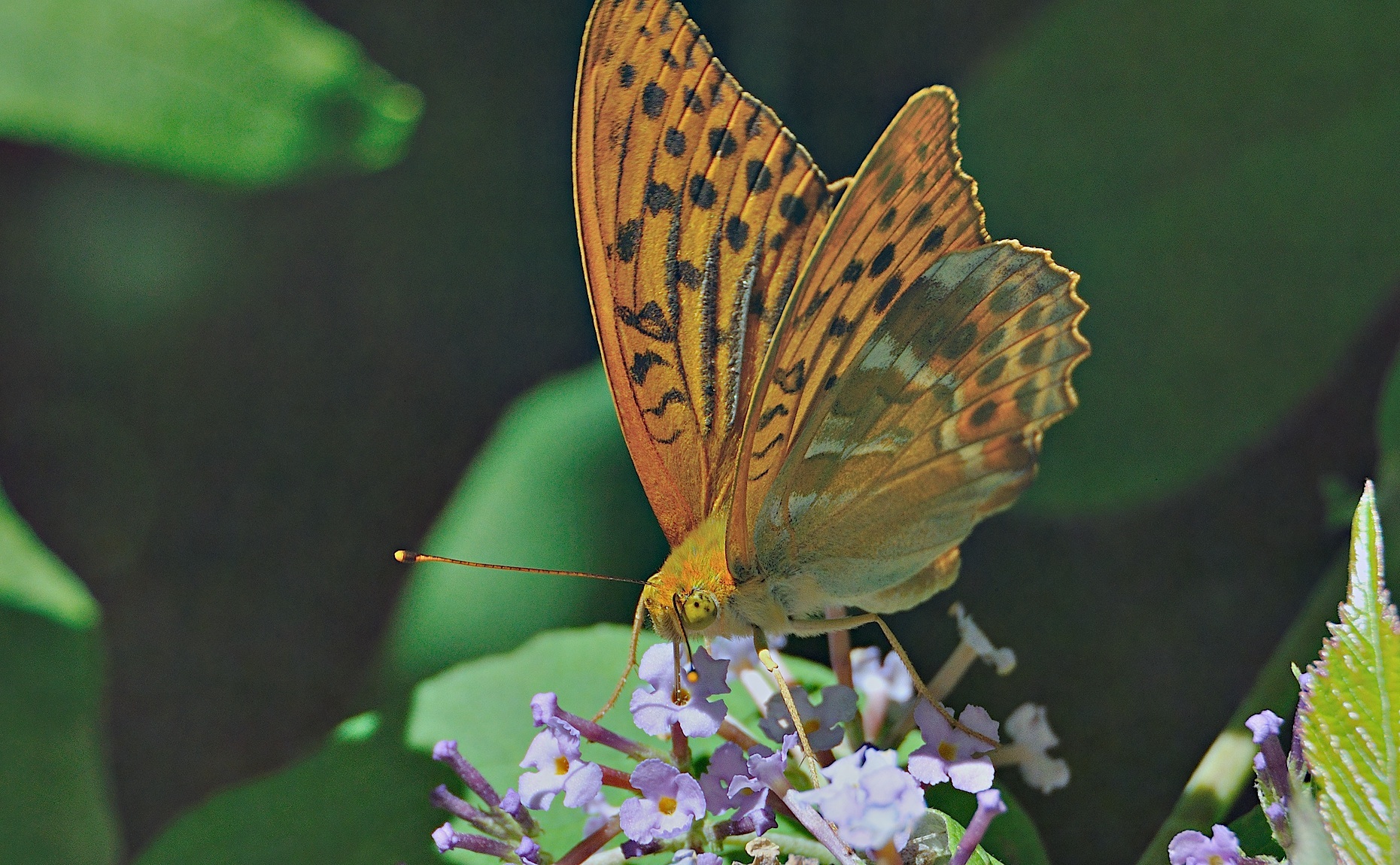 foto A044460, © Adriaan van Os, Montferrer 03-07-2017, altitud 800 m, ♂ Argynnis paphia