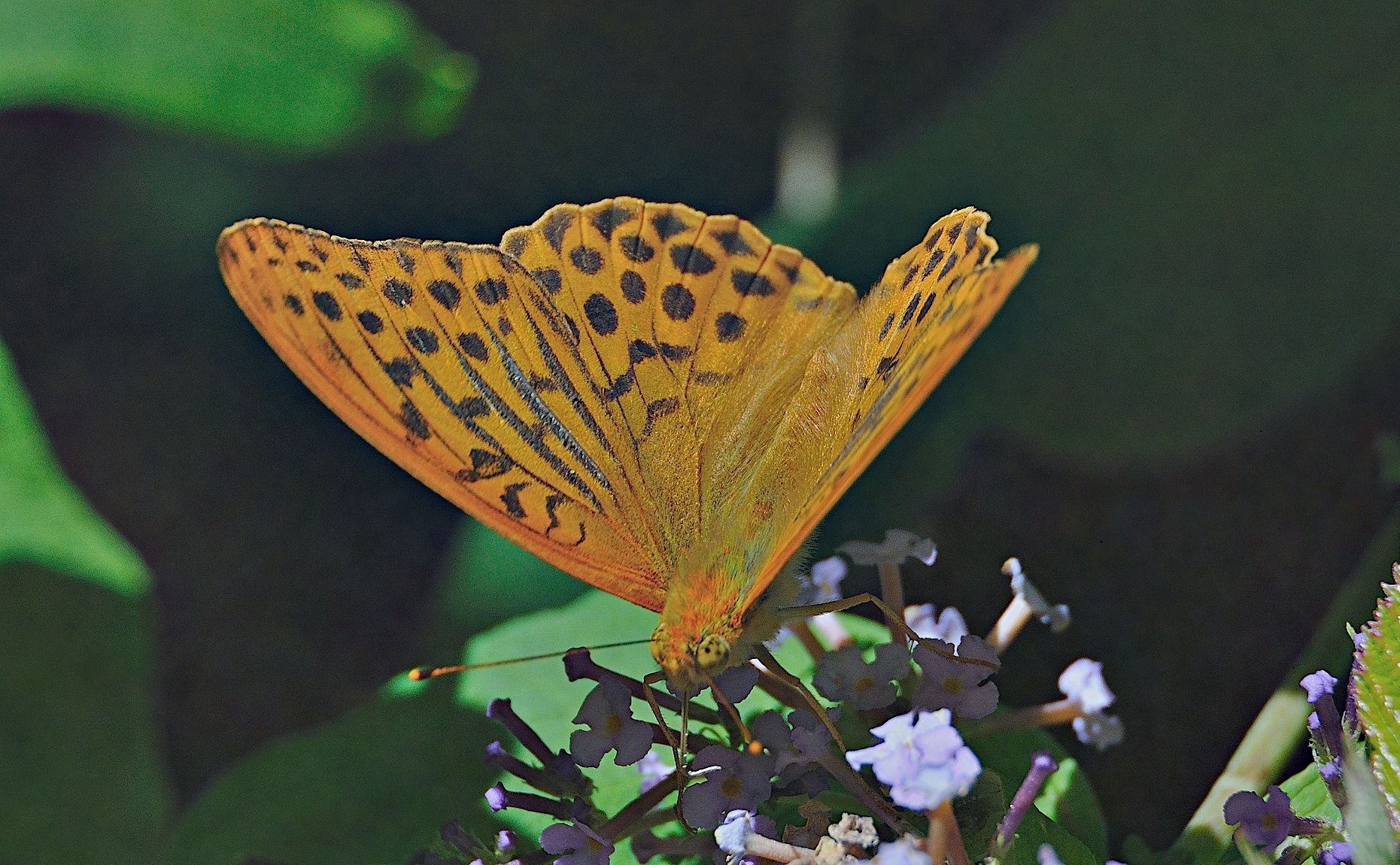 Foto A044461, © Adriaan van Os, Montferrer 03-07-2017, H�he 800 m, ♂ Argynnis paphia