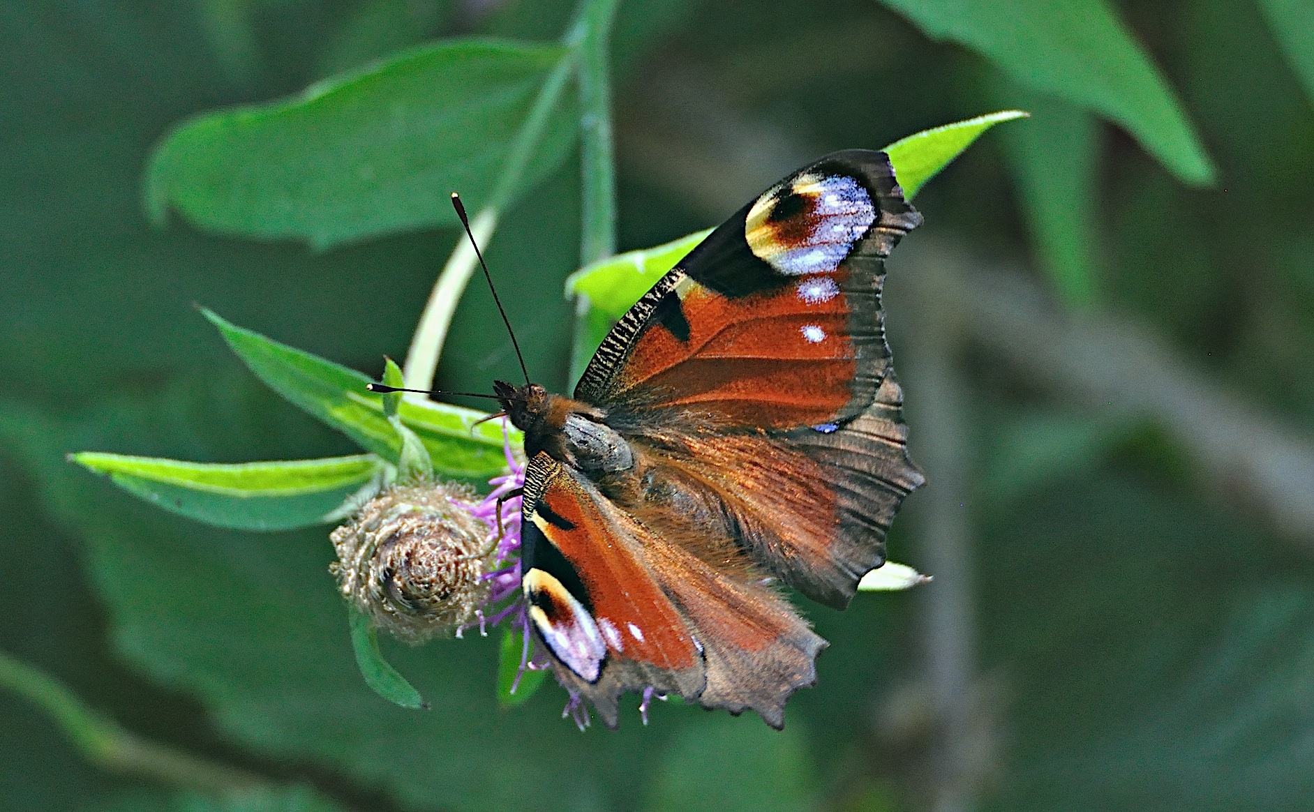 foto A044576, © Adriaan van Os, Montferrer 04-07-2017, hoogte 800 m, Aglais io