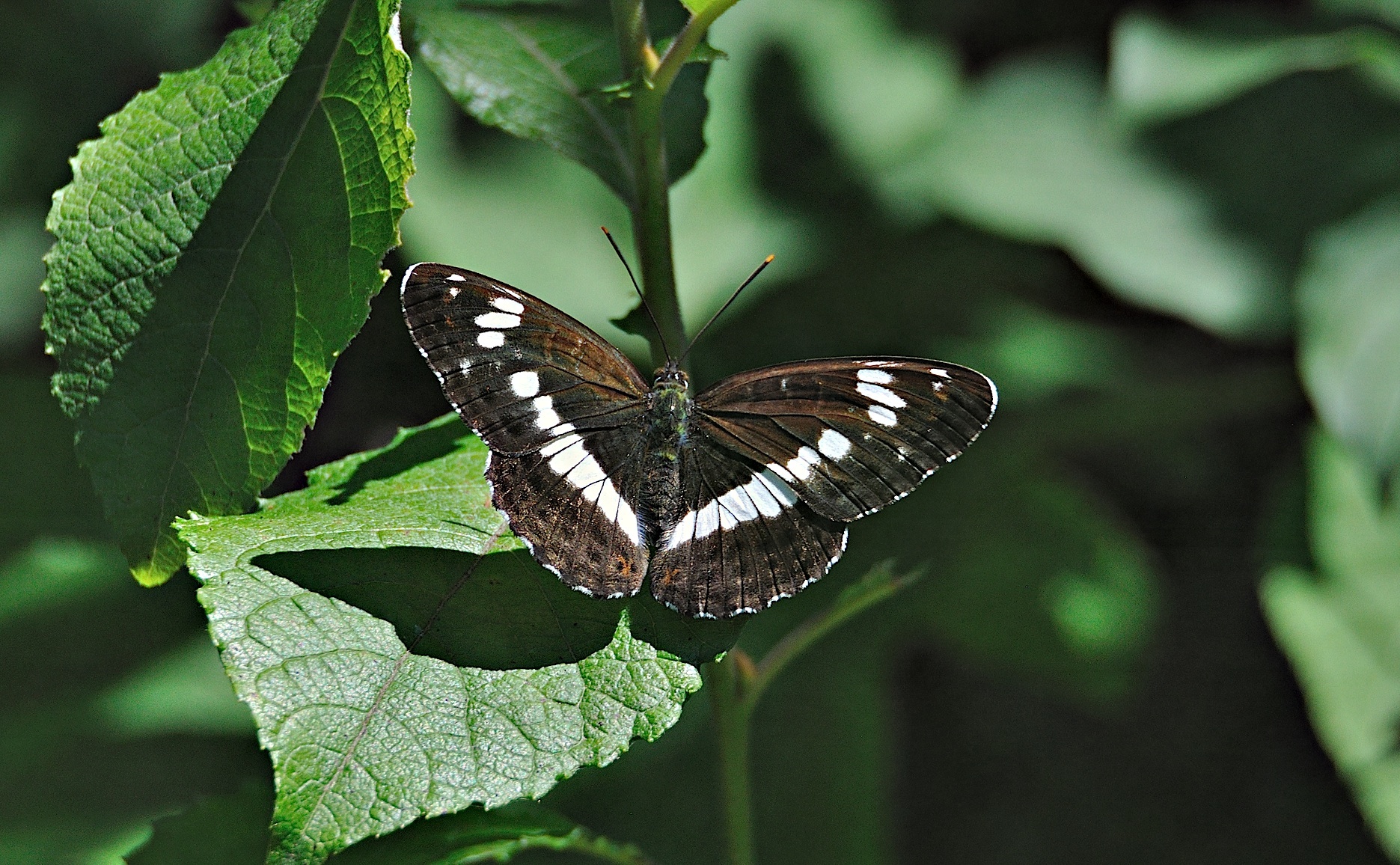 photo A044633, © Adriaan van Os, Montferrer 04-07-2017, altitudo 800 m, Limenitis camilla