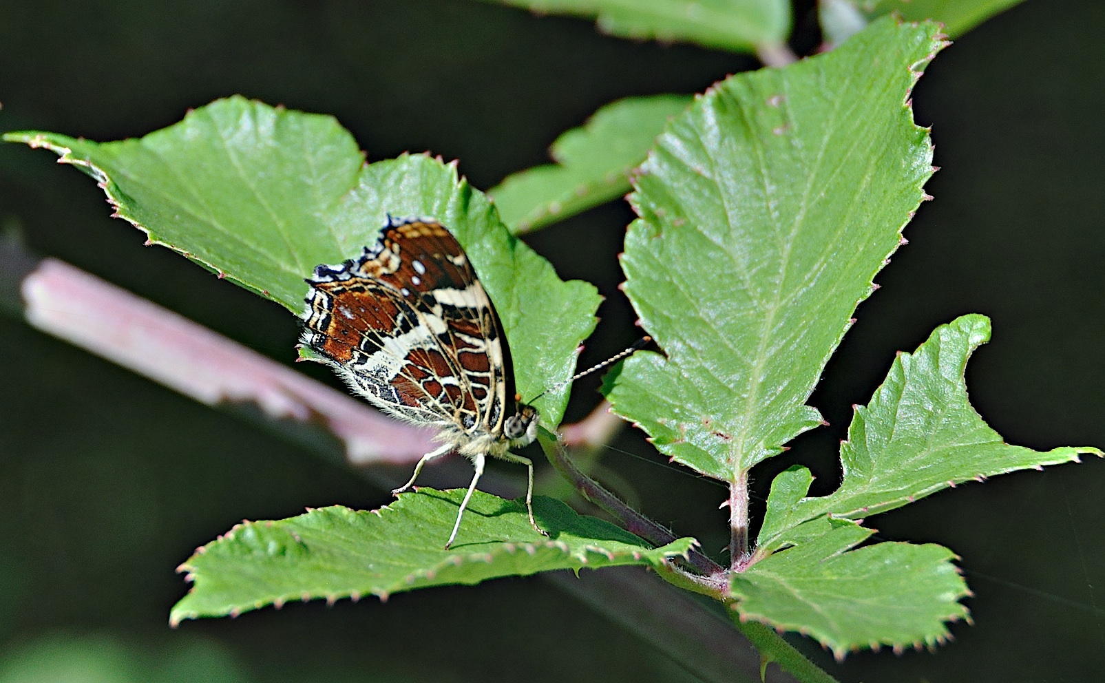 photo A044674, © Adriaan van Os, Montferrer 04-07-2017, altitudo 800 m, Araschnia levana