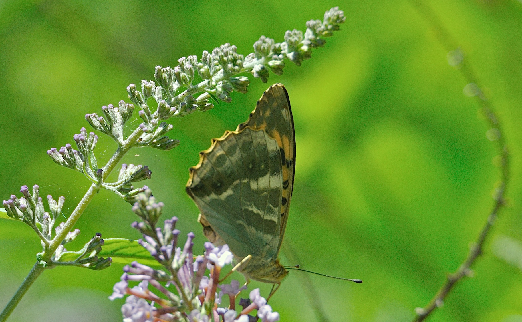 Foto A044839, © Adriaan van Os, Montferrer 05-07-2017, H�he 800 m, ♀ Argynnis paphia