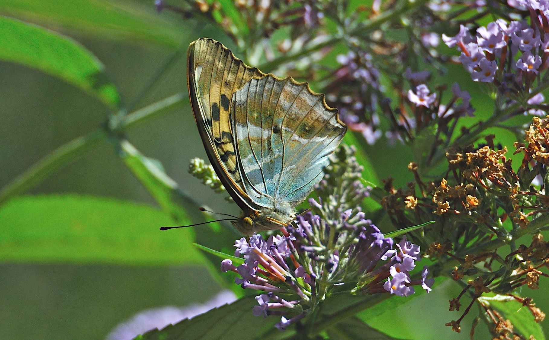 Foto A044852, © Adriaan van Os, Montferrer 05-07-2017, H�he 800 m, ♀ Argynnis paphia