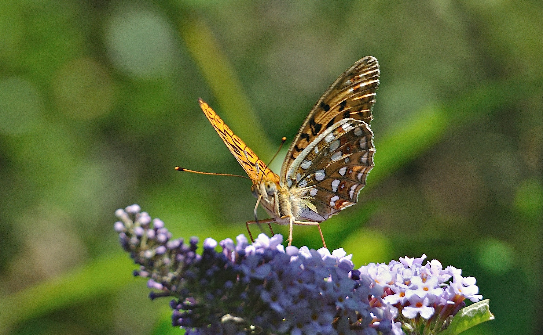 photo A044899, © Adriaan van Os, Montferrer 05-07-2017, altitude 800 m, Argynnis adippe