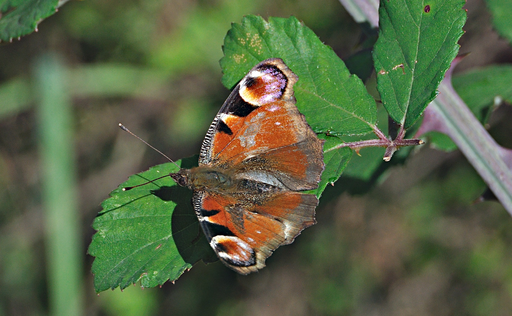 Foto A044951, © Adriaan van Os, Montferrer 05-07-2017, H�he 800 m, Aglais io
