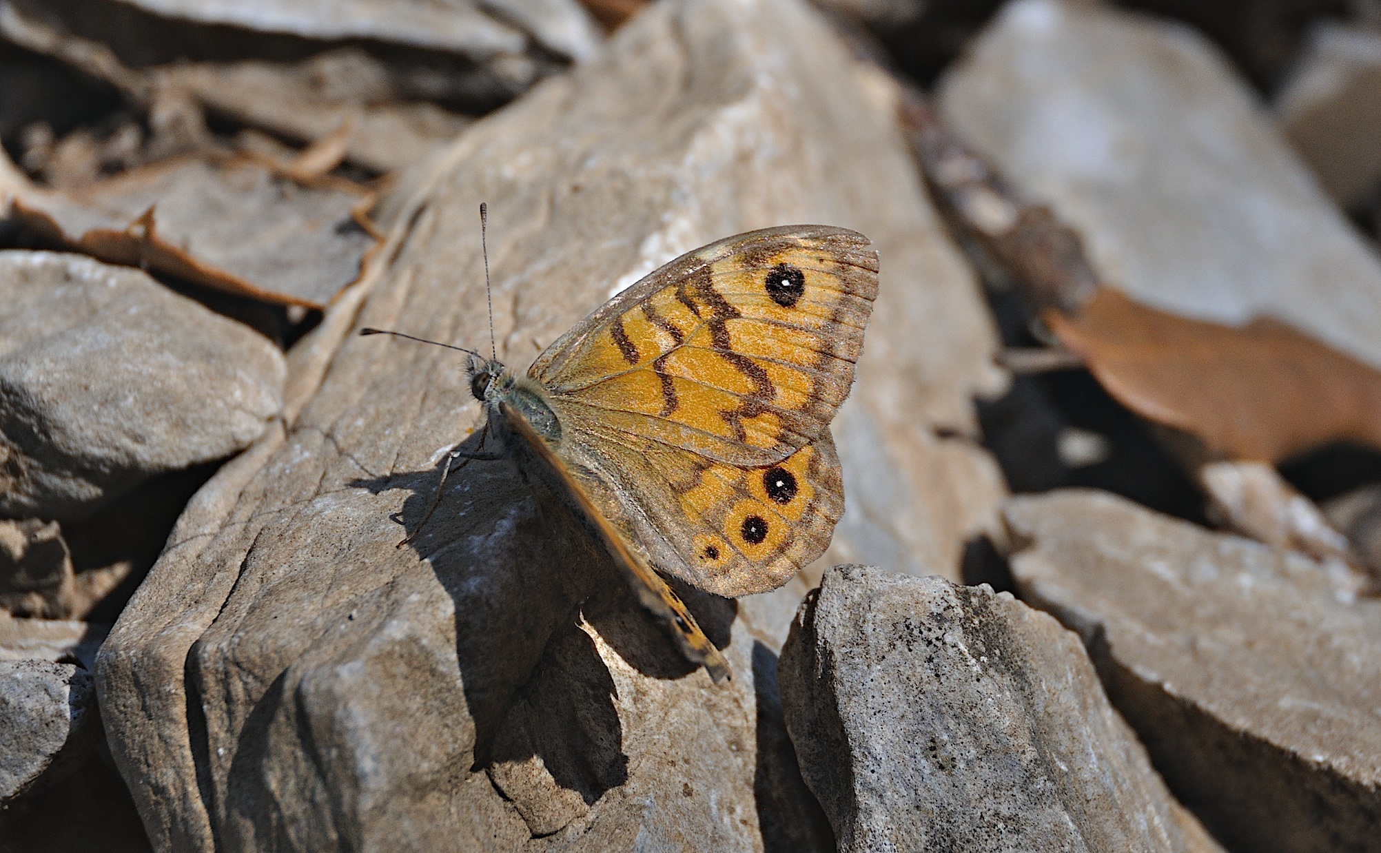 photo A045130, © Adriaan van Os, Montferrer 05-07-2017, altitudo 800 m, ♀ Lasiommata megera