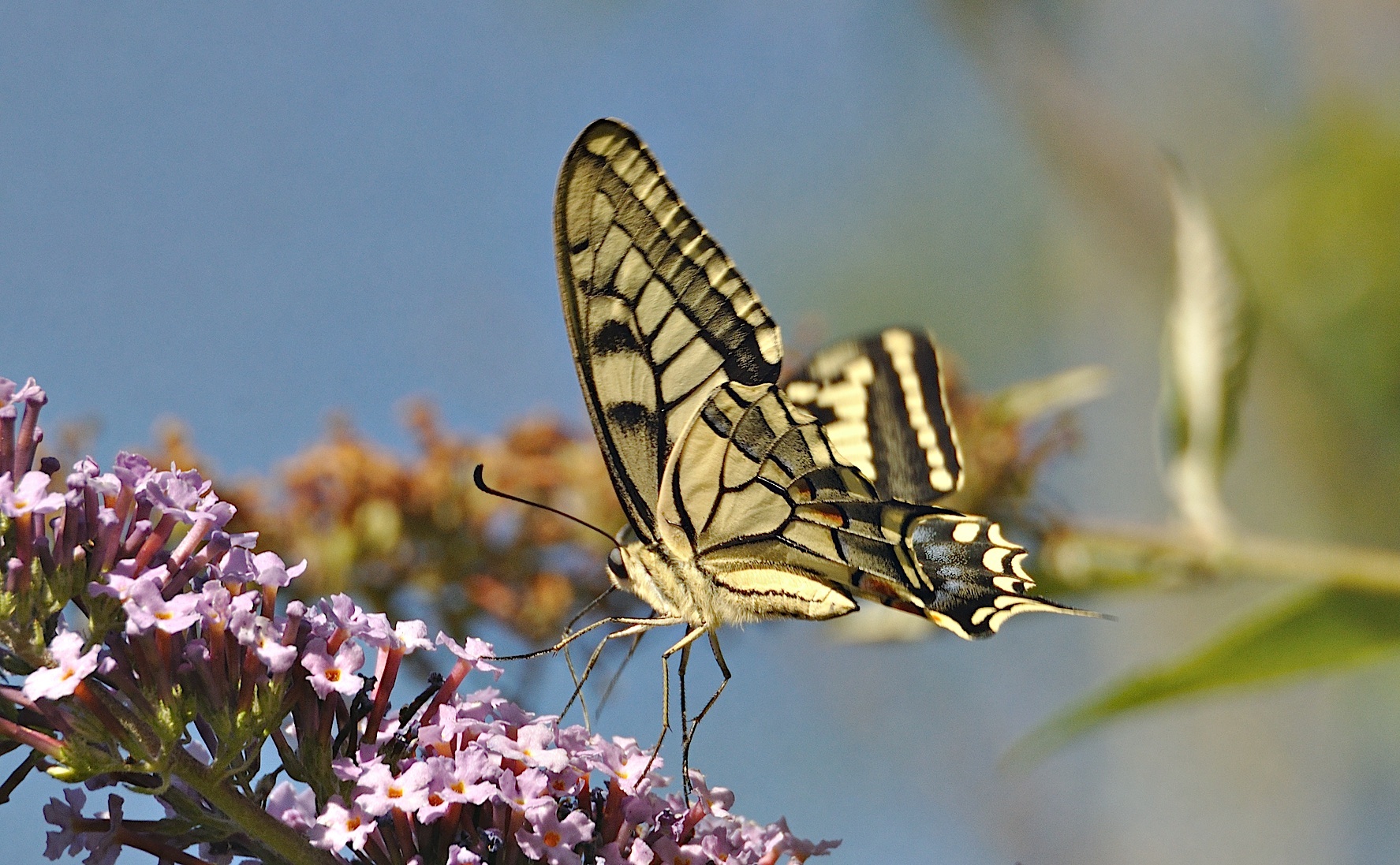 foto A045142, © Adriaan van Os, Montferrer 05-07-2017, altitud 800 m, Papilio machaon