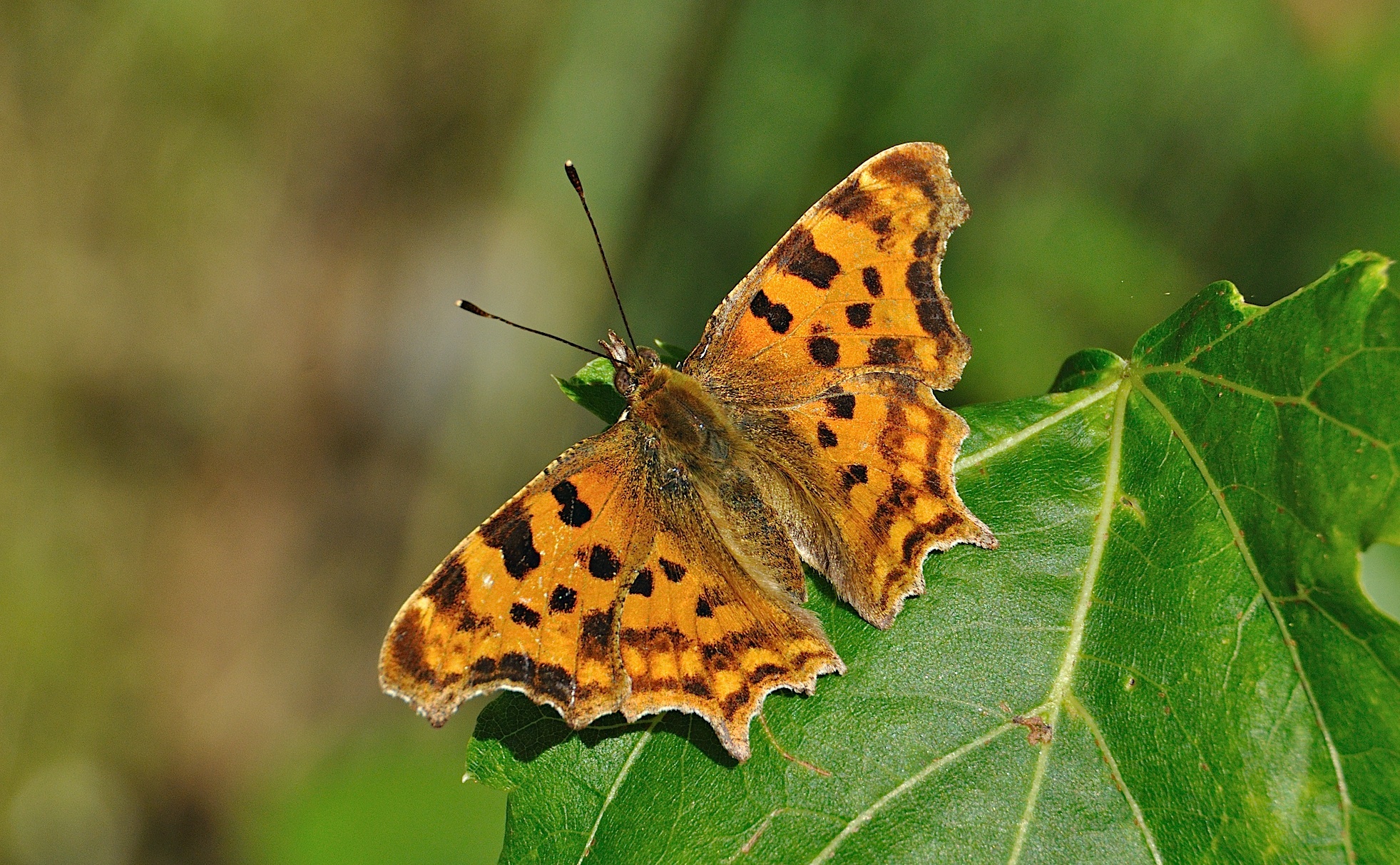 photo A045307, © Adriaan van Os, Montferrer 05-07-2017, altitude 800 m, Polygonia c-album f. hutchinsoni
