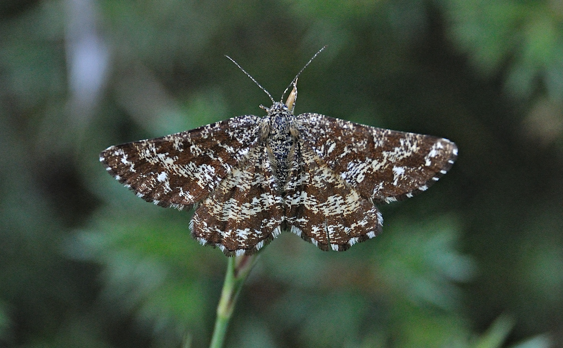 photo A045470, © Adriaan van Os, Corsavy 06-07-2017, altitude 1300 m, ♀ Ematurga atomaria