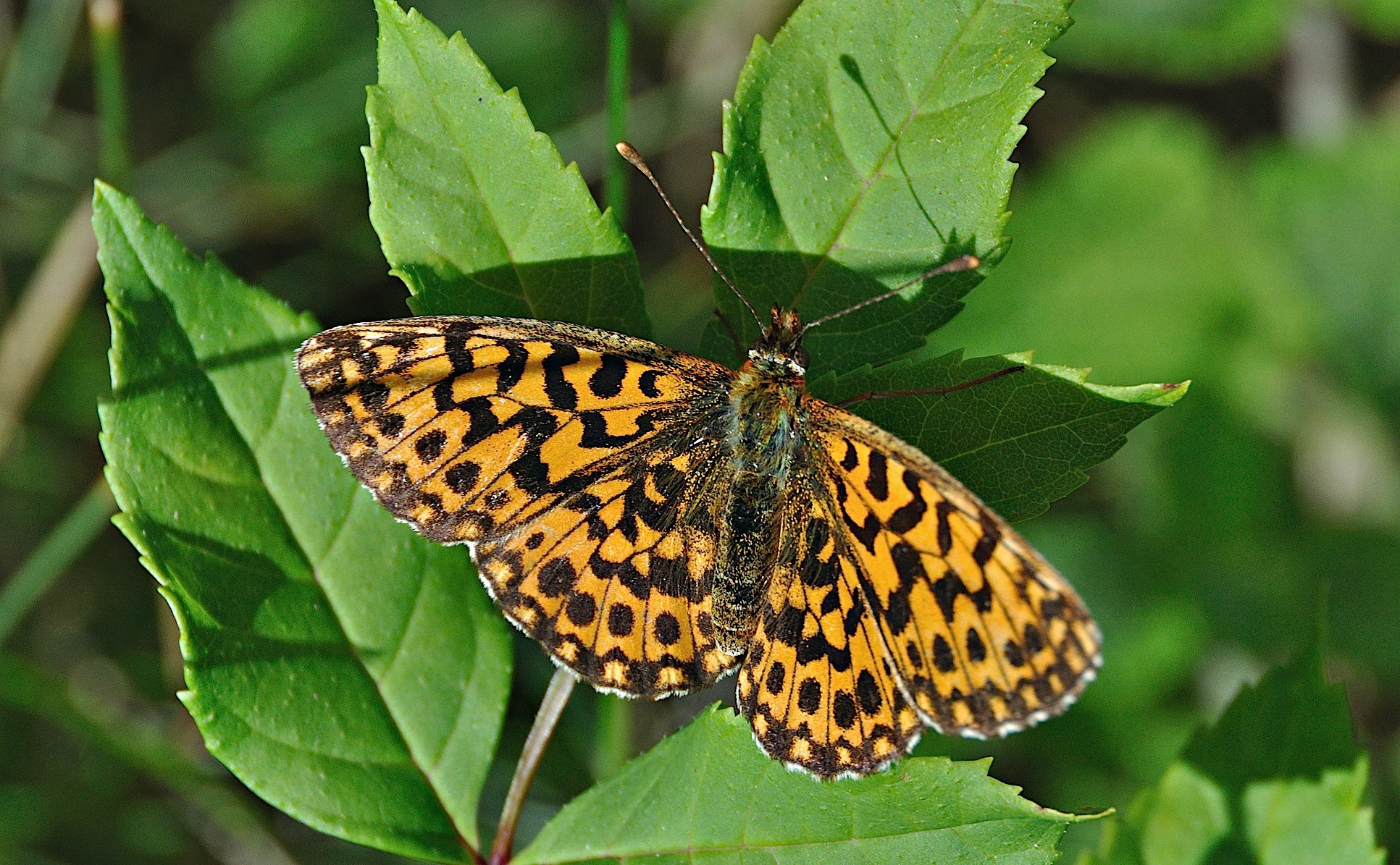 photo A045628, © Adriaan van Os, Montferrer 07-07-2017, altitudo 800 m, Boloria dia ?