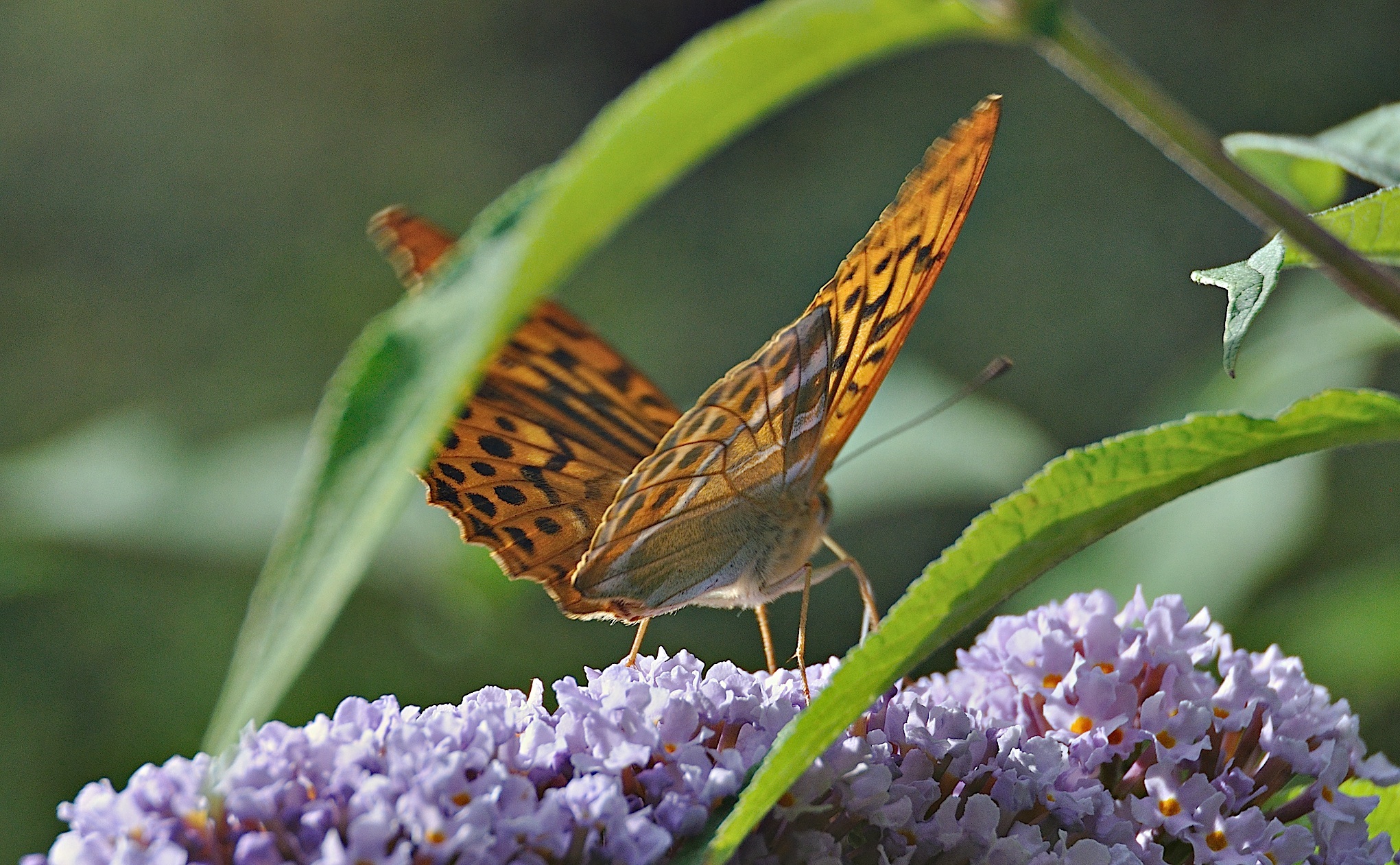 Foto A045820, © Adriaan van Os, Montferrer 07-07-2017, H�he 800 m, ♂ Argynnis paphia