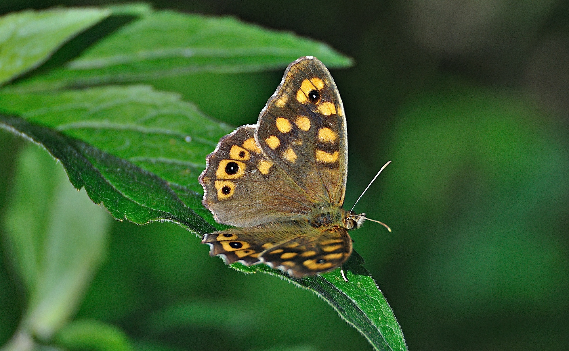 photo A046010, © Adriaan van Os, Montferrer 07-07-2017, altitude 800 m, ♂ Pararge aegeria