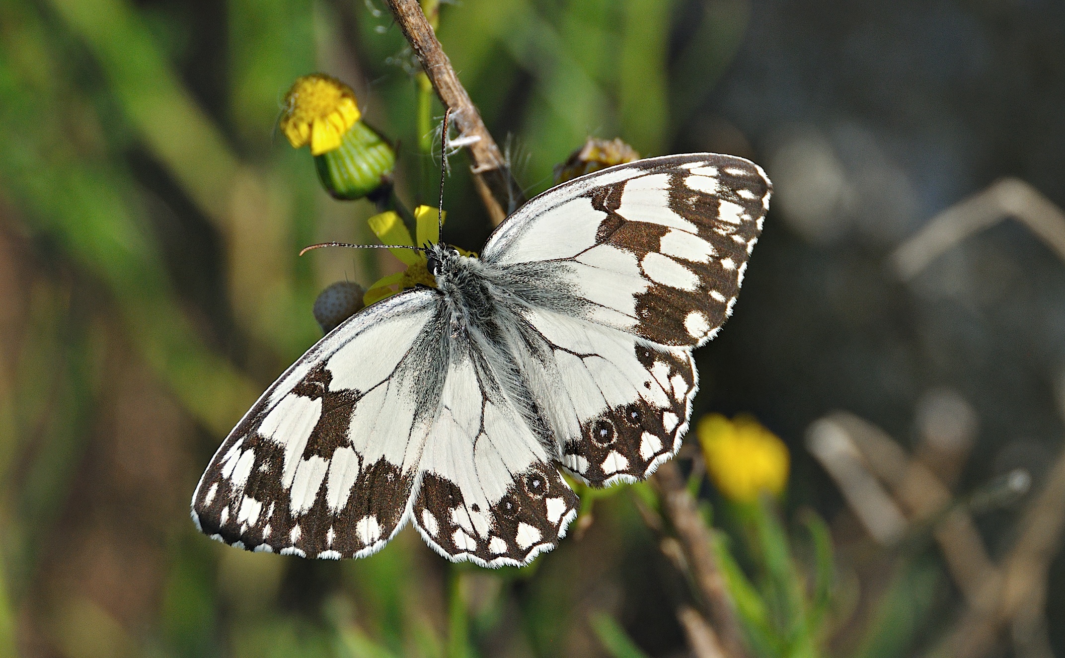 foto A046095, © Adriaan van Os, Corsavy 09-07-2017, altitud 1300 m, Melanargia lachesis