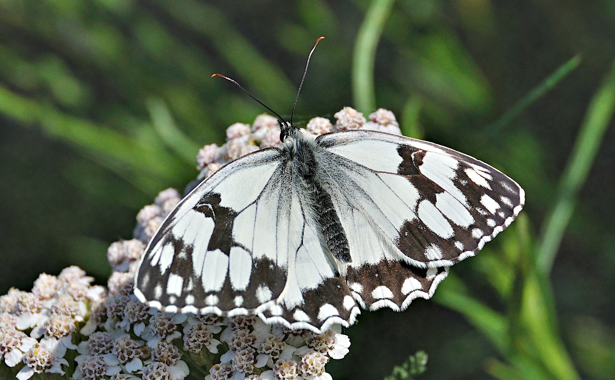 foto A046155, © Adriaan van Os, Corsavy 09-07-2017, altitud 1300 m, ♂ Melanargia lachesis