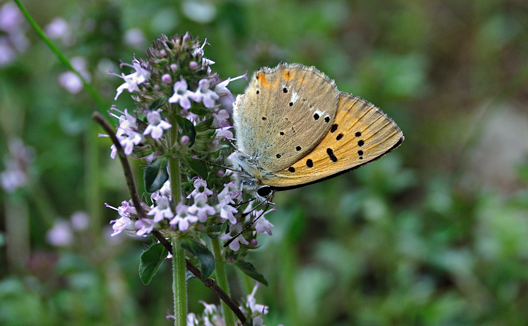 foto A046423, © Adriaan van Os, Corsavy 11-07-2017, altitud 1100 m, ♂ Lycaena virgaureae