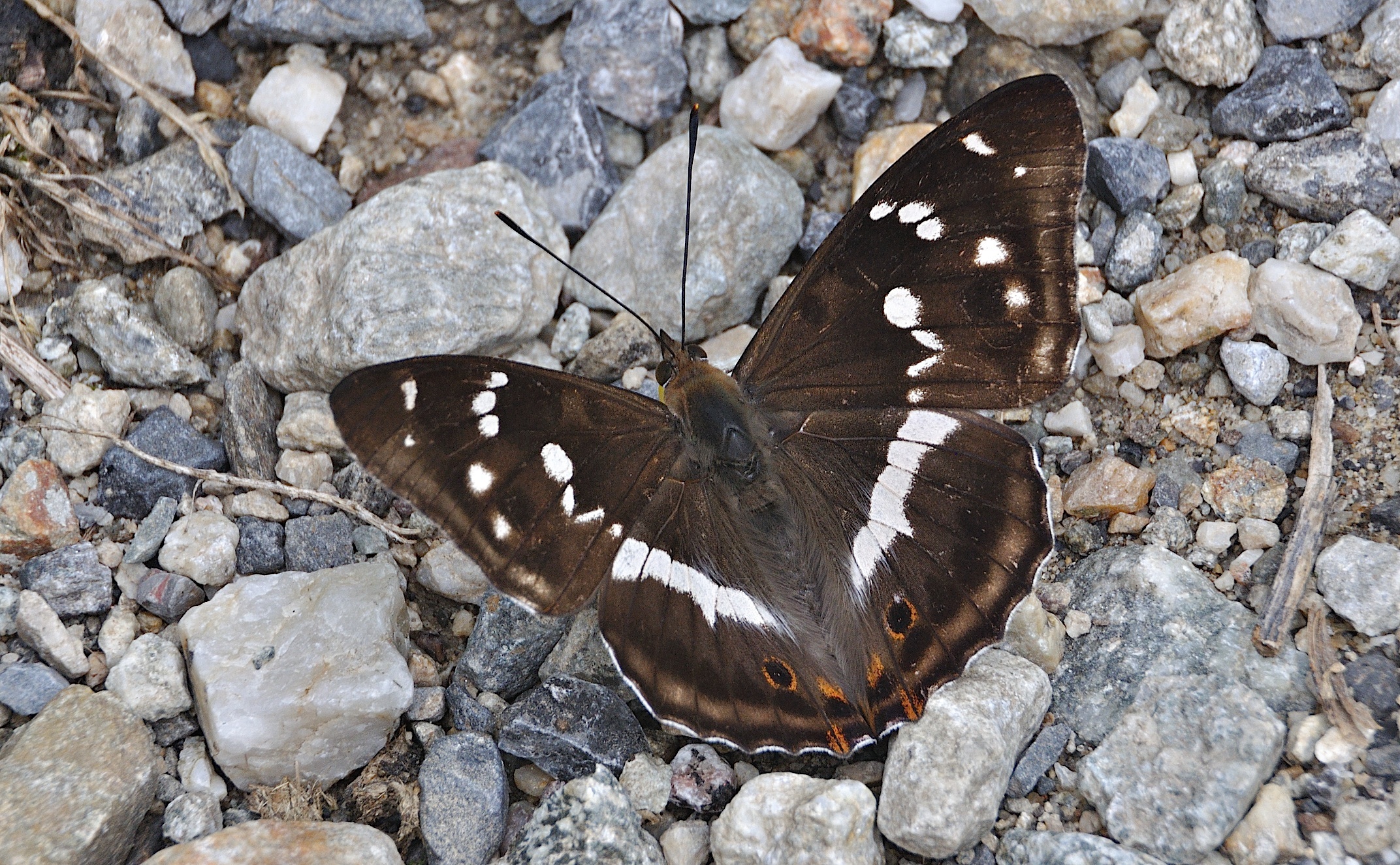 photo A046549, © Adriaan van Os, Corsavy 11-07-2017, altitudo 1100 m, ♂ Apatura iris