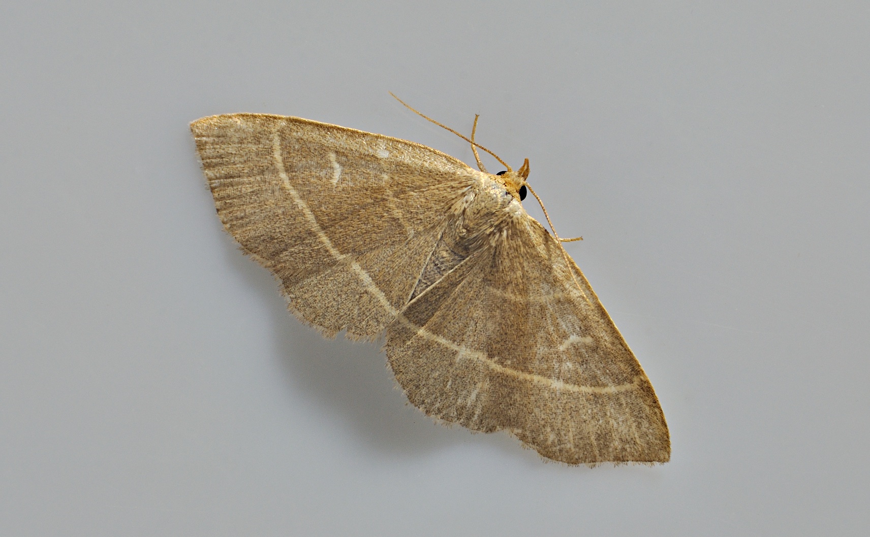 photo A046624, © Adriaan van Os, Corsavy 11-07-2017, altitudo 800 m, Trisateles emortualis