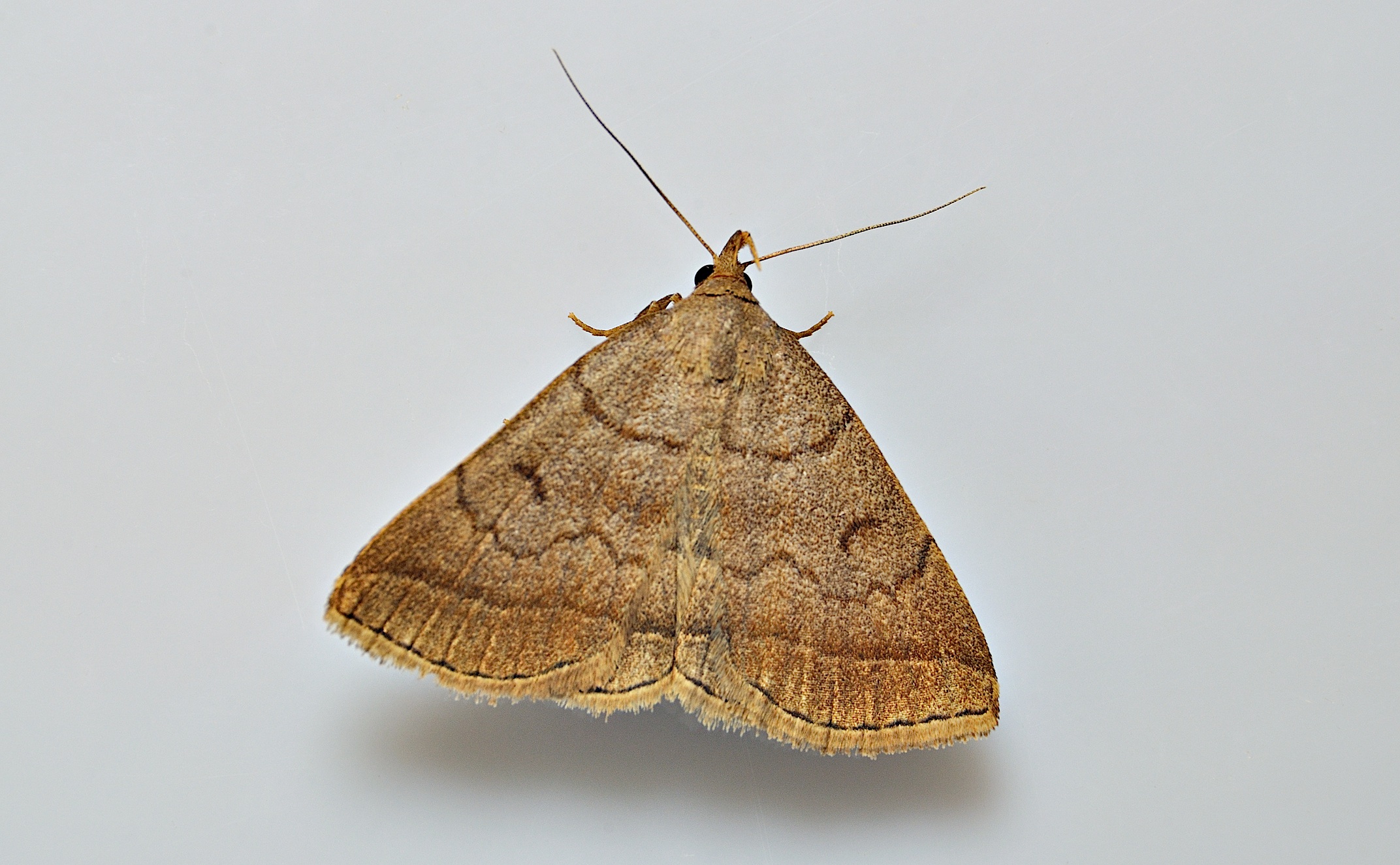 Foto A046643, © Adriaan van Os, Corsavy 11-07-2017, H�he 800 m, Zanclognatha lunalis