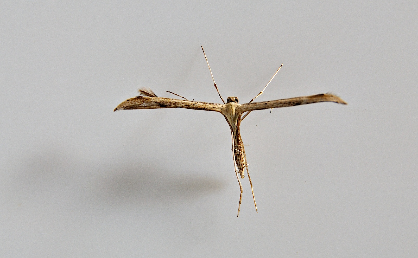 photo A046697, © Adriaan van Os, Corsavy 11-07-2017, altitude 800 m, Emmelina monodactyla ou Emmelina argoteles