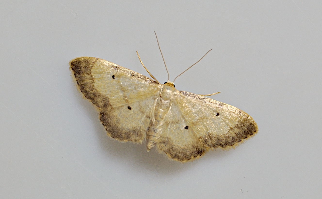 Foto A046711, © Adriaan van Os, 46 x 31 (�1) mm, Corsavy 11-07-2017, H�he 800 m, Idaea politaria