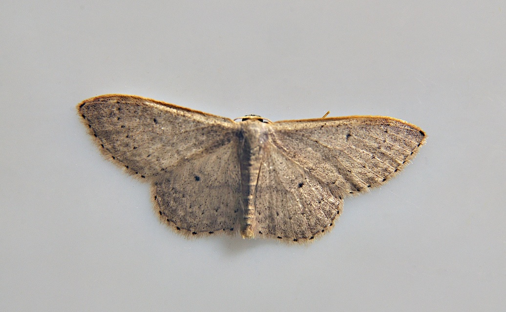 foto A046838, © Adriaan van Os, Corsavy 11-07-2017, hoogte 800 m, Idaea predotaria