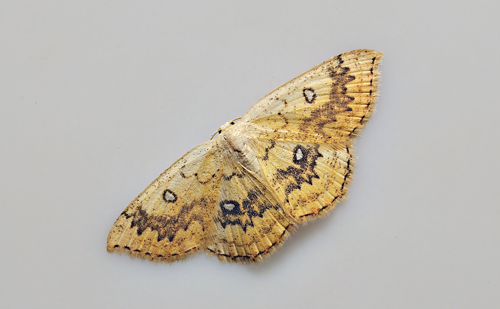 Foto A046927, © Adriaan van Os, Corsavy 11-07-2017, H�he 800 m, Cyclophora annularia