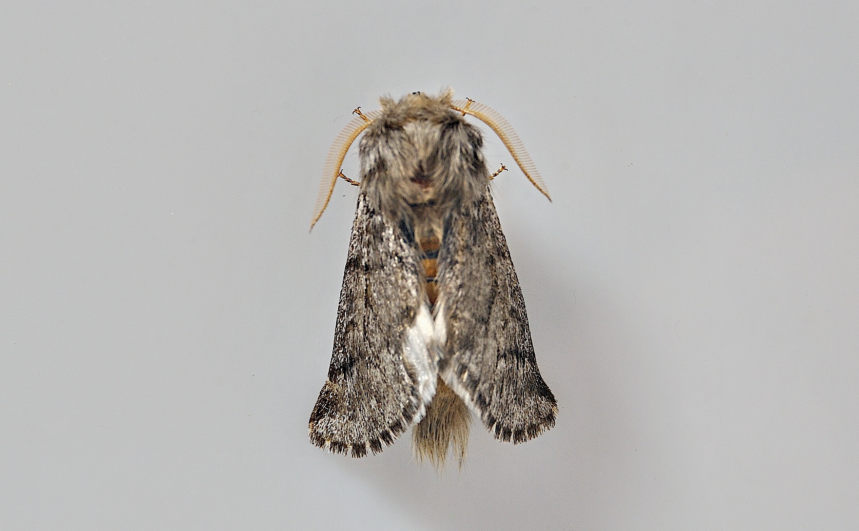 foto A046983, © Adriaan van Os, Corsavy 11-07-2017, altitud 800 m, Thaumetopoea pityocampa