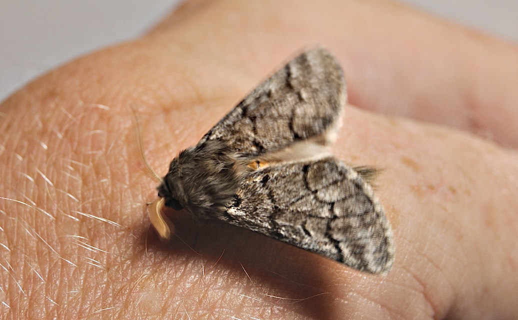 foto A047106, © Adriaan van Os, Corsavy 11-07-2017, altitud 800 m, Thaumetopoea pityocampa