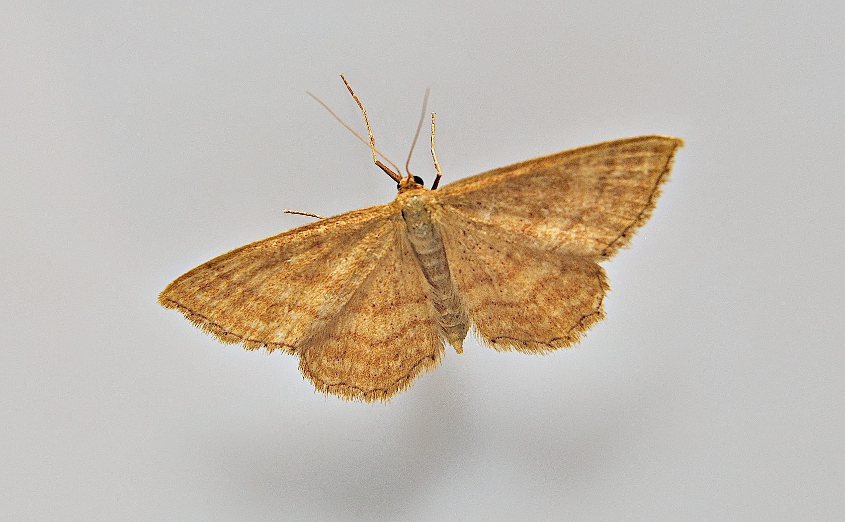 Foto A047130, © Adriaan van Os, Corsavy 12-07-2017, H�he 800 m, Idaea ochrata