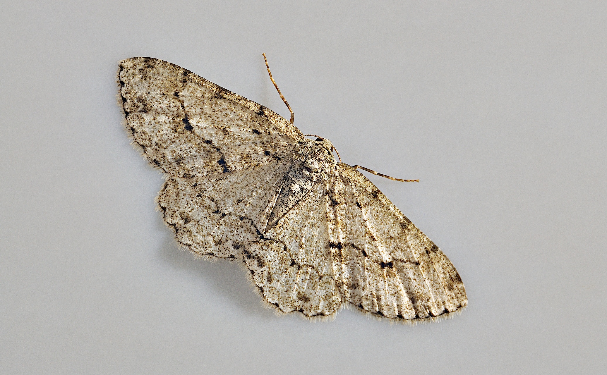 foto A047170, © Adriaan van Os, Corsavy 12-07-2017, altitud 800 m, Ectropis crepuscularia