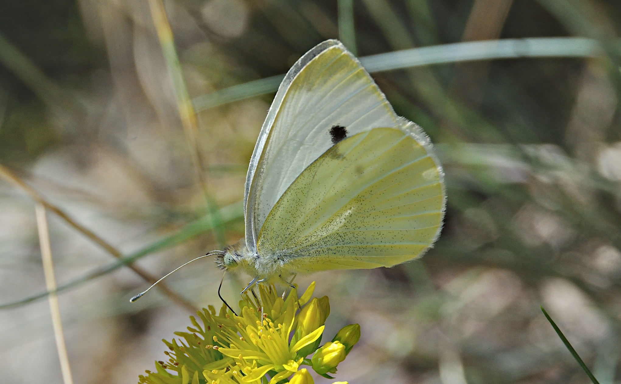 foto A047359, © Adriaan van Os, Corsavy 12-07-2017, altitud 1300 m, ♀ Pieris rapae