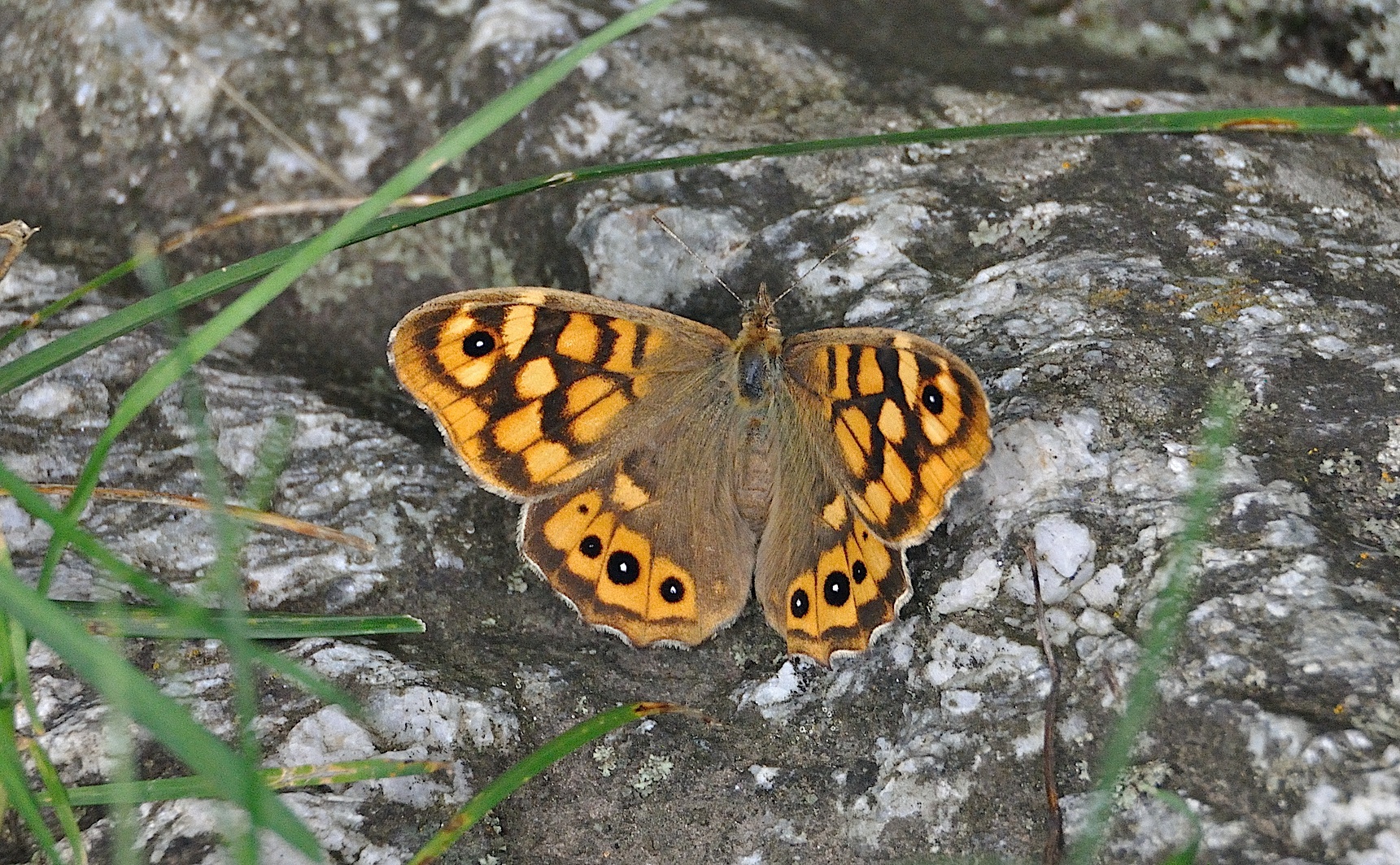 photo A047488, © Adriaan van Os, Corsavy 12-07-2017, altitudo 1100 m, ♀ Pararge aegeria