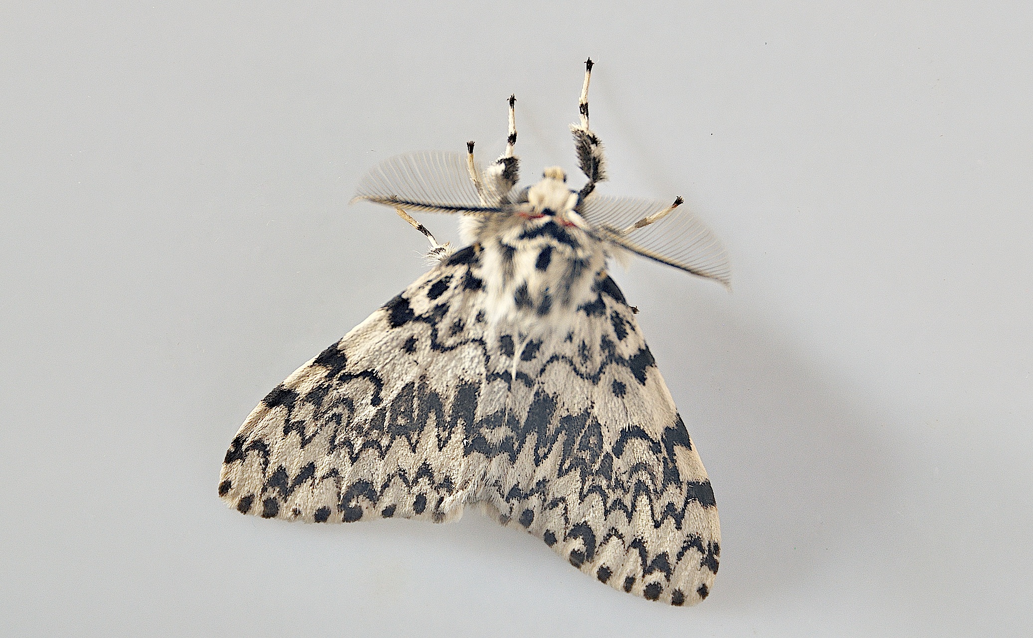 foto A047531, © Adriaan van Os, Montferrer 12-07-2017, altitud 800 m, ♂ Lymantria monacha