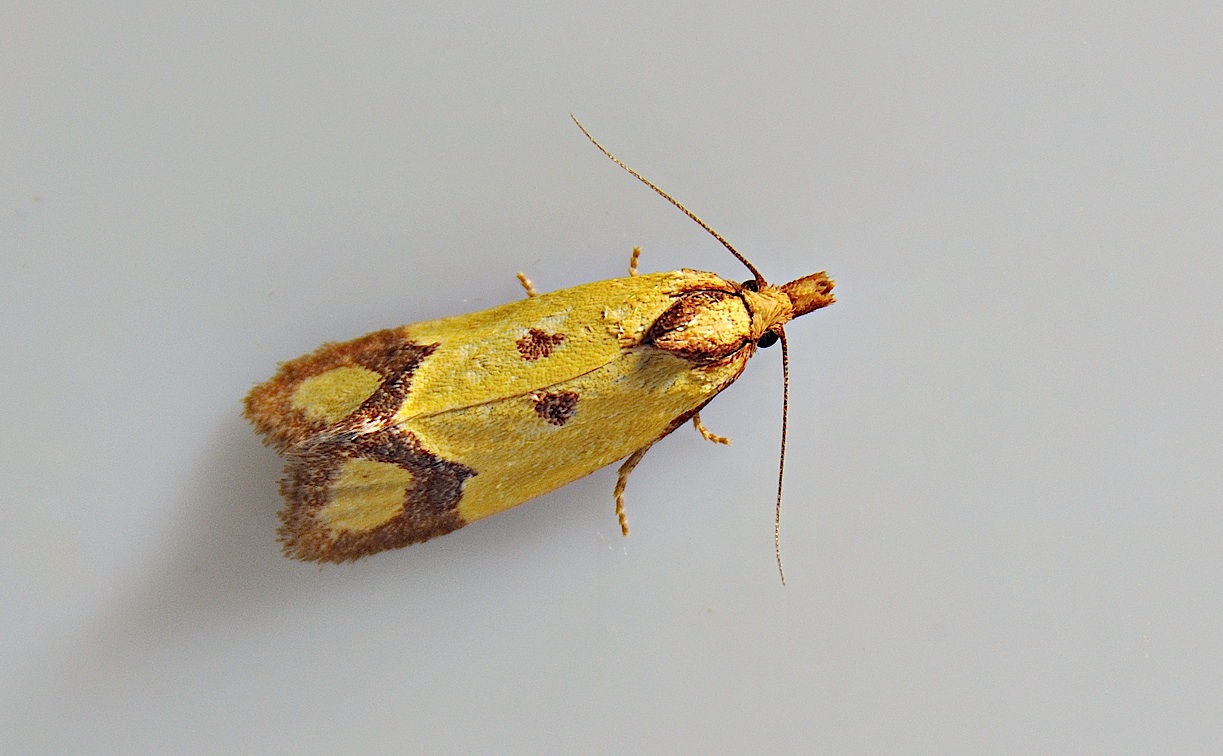 Foto A047627, © Adriaan van Os, Montferrer 12-07-2017, H�he 800 m, Agapeta zoegana