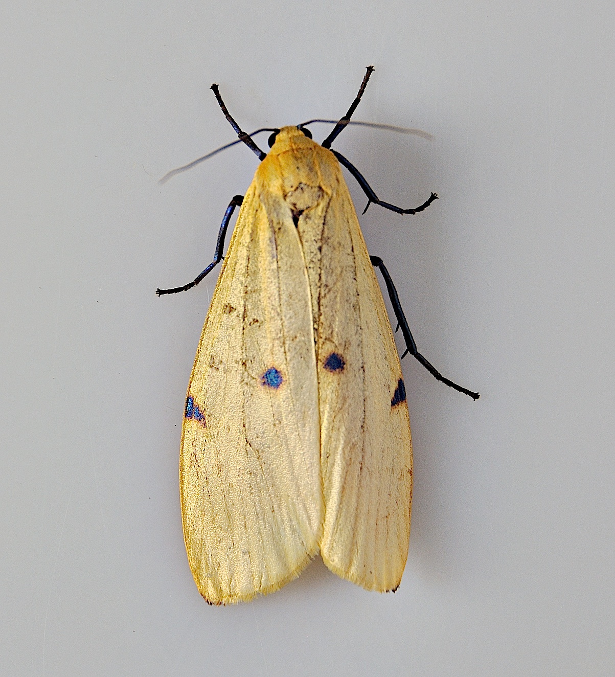 foto A047658, © Adriaan van Os, Montferrer 12-07-2017, altitud 800 m, ♀ Lithosia quadra