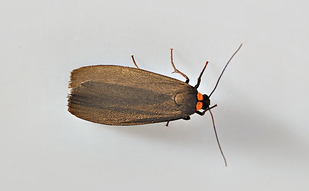 photo A047697, © Adriaan van Os, Montferrer 12-07-2017, altitude 800 m, Atolmis rubricollis